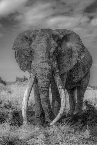 Craig the SUPER TUSKER