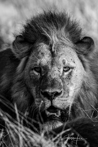 Male Lion