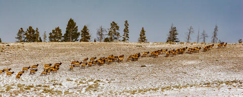 Migration