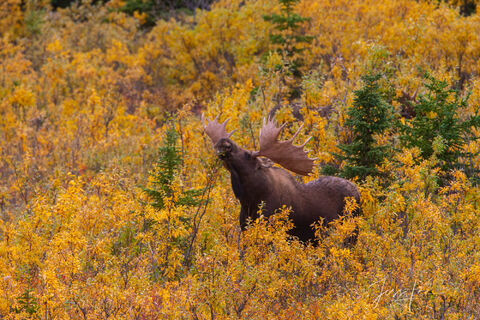 Life in the Willows | Alaska Moose