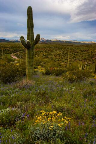 Saguaro Cactus at Organ-Pipe-Cactus-N.M.3