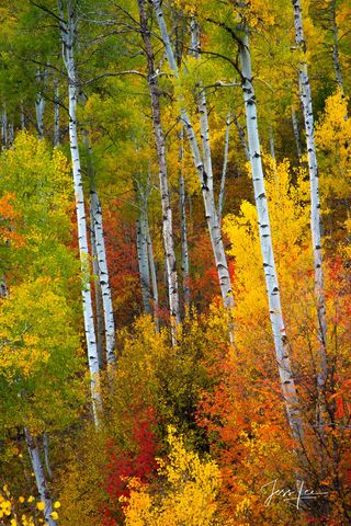 Rainbow  Forest