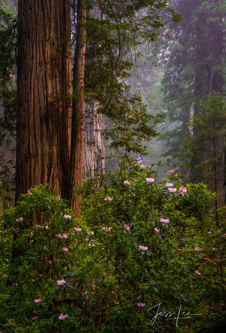 Rhododendrons and vertical redwoods in the Redwood Forest.