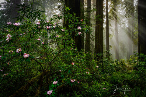 Redwood Forest.