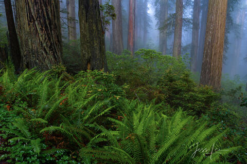 Rhododendrons and redwoods from the Redwood Forest. | Click For Details