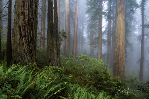 Foggy Rhododendrons and redwoods in the Redwood Forest.