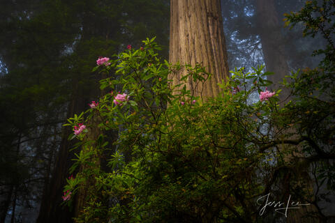 Beautiful Rhododendrons and redwoods in the Redwood Forest.