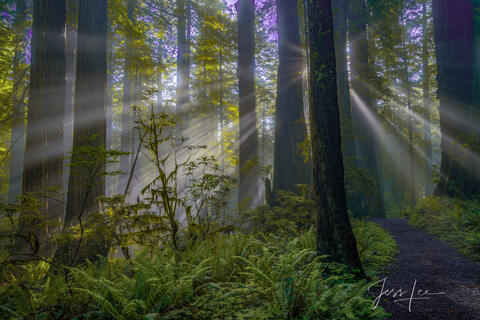 Light beams Rhododendrons and redwoods in the Redwood Forest.