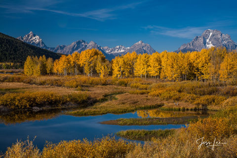 Grand Teton Oxbow Bend Photo Print of Autumns gold trees on the bank of the Snake River in Grand Teton National Park.