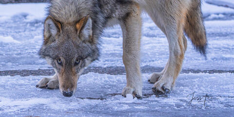 Teton Wolf in Winter