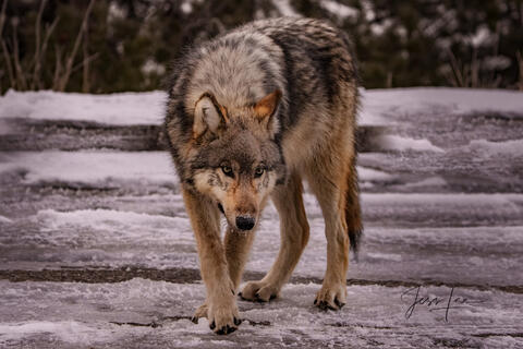 Grand Teton Wolf