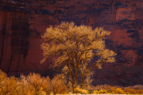 Beautiful Photo Picture from Arches National Park Autumn-fall color