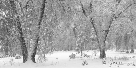 Together trees