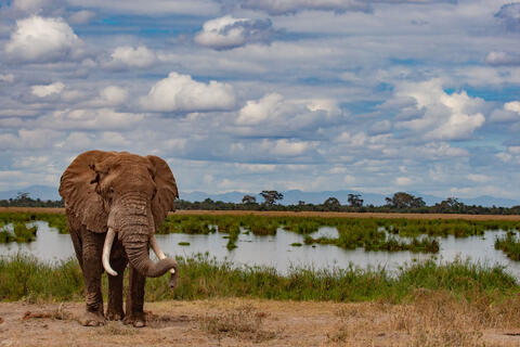 Elephant Photography Print Bull