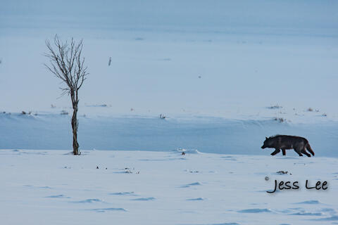 Timber wolf