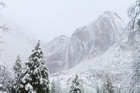 Winter Trees and the Falls