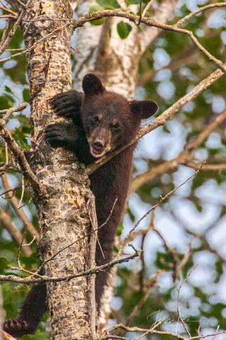 Black Bear treed