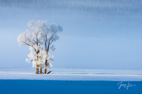 Photograph Print of A pair of frozen Trees in Lamar Valley  Yellowstone National Park.