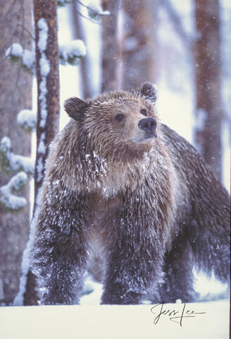 Yellowstone Grizzly bear photograph