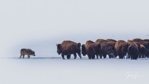 A picture of a  lone yellowstone  wolf testing a herd of Bison to see if any of the Bison are injured or sick on the shore of Yellowstone Lake in winter.