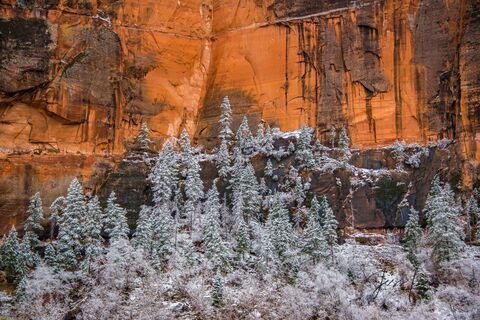 Zion National Park Red Rocks and Snowy Trees Photograph