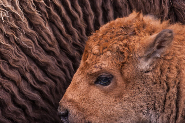 Yellowstone Bison and Calf photography print.