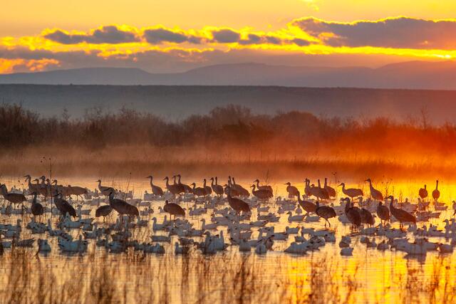 Fine art wildlife photography of a mixed flock of Sandhill Cranes and Snow Geese in a golden sunrise with rising fog at Bosque del Apache, New Mexico.