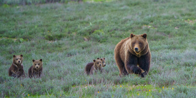Picture of a Grizzly Bear family, Limited Edition Fine Art Photography Print From Jess Lee"s Bear Photo Gallery