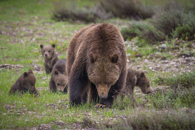 Grand Teton National Park Photo