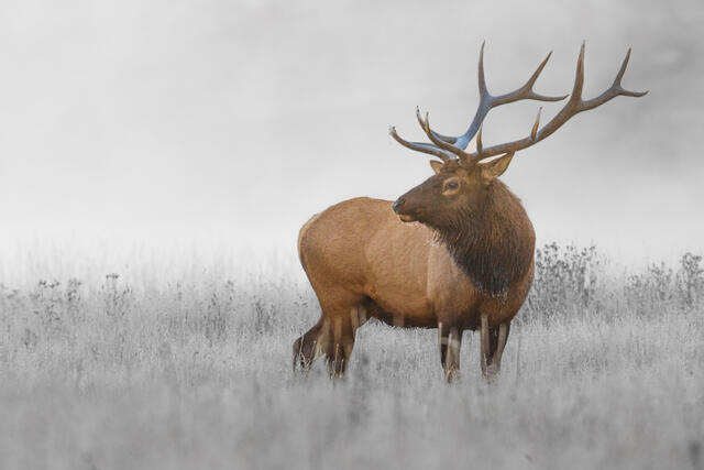 Bull Elk on Alert listening.