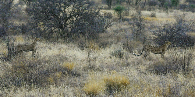 Brothers in the Thornbush — Cheetah Coalition Fine Art Print | Serengeti | Jess Lee