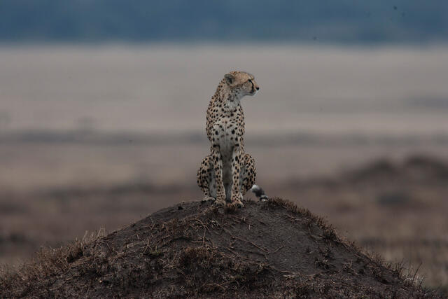 Cheetah on Mound in Open Savannah Photography Print