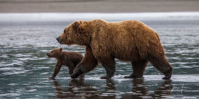 Picture of a Grizzly Bear, Limited Edition Fine Art Photography Print From Jess Lee"s Bear Photo Gallery