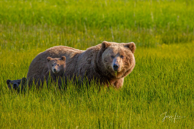 Brown Bear Photo