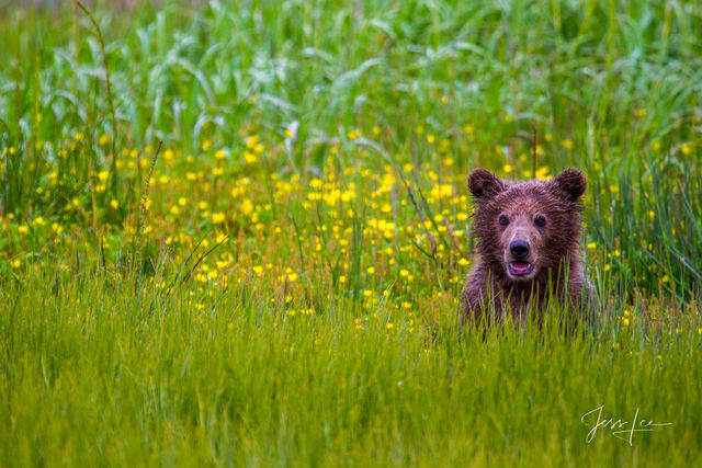 Brown Bear Baby Photo