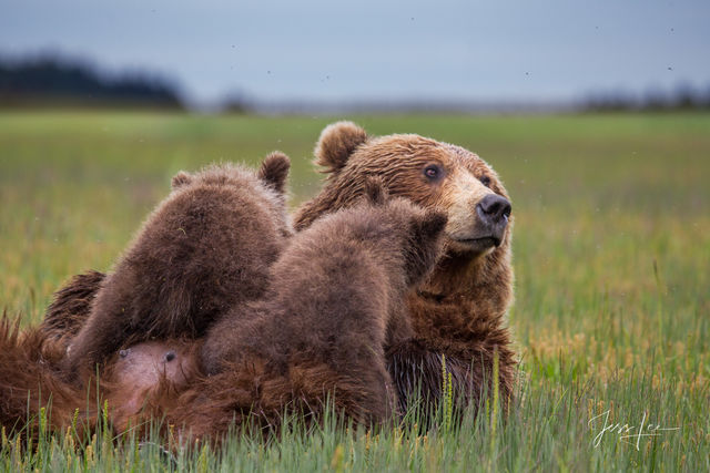Grizzly Bear nursing cubs Photo