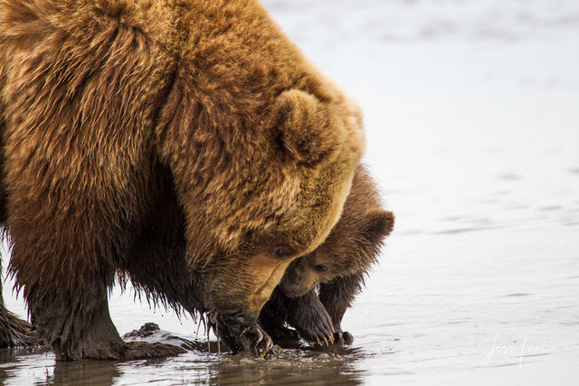 Picture of a Grizzly Bear, Limited Edition Fine Art Photography Print From Jess Lee"s Bear Photo Gallery