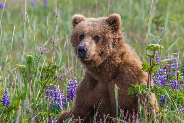 Picture of a Grizzly Bear, Limited Edition Fine Art Photography Print From Jess Lee"s Bear Photo Gallery