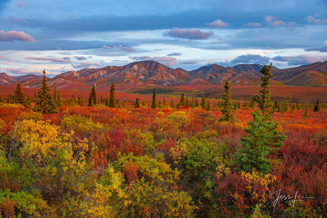 Autumn colors creeping in over Denali National Park's landscape. 