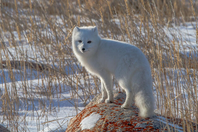 Arctic Fox 12