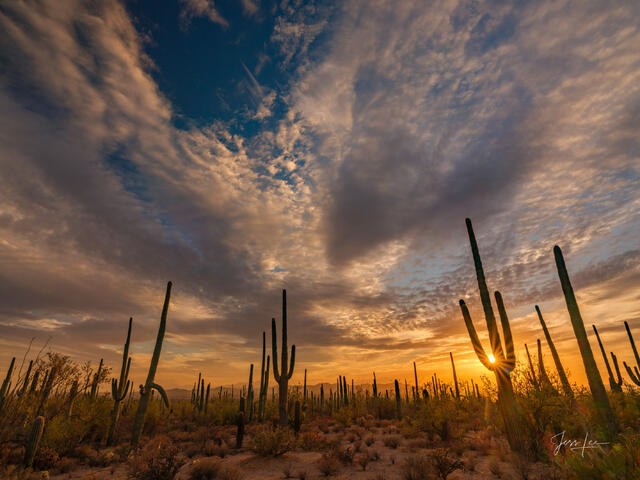 This large-format Fine-Art Photography Print of the Arizona Desert is for sale in Trulife Acrylic, Chromalux Metal, and fine-art paper. 