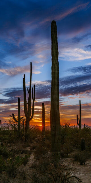 This large-format Fine-Art Photography Print of the Arizona Desert is for sale in Trulife Acrylic, Chromalux Metal, and fine-art paper. 