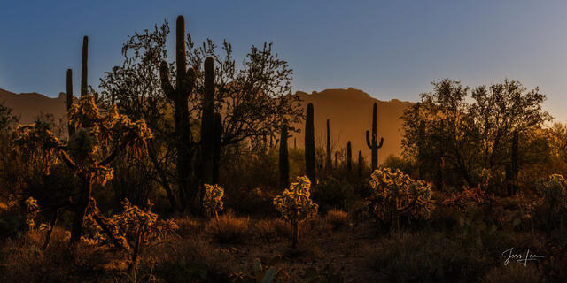 This large-format Fine-Art Photography Print of the Arizona Desert is for sale in Trulife Acrylic, Chromalux Metal, and fine-art paper. 