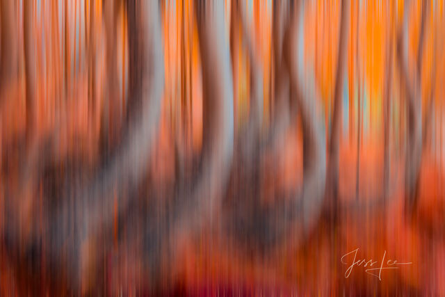 Colorado Fall Color Photography Print Aspen twisted trees