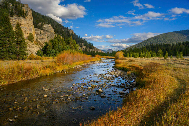 Gallatin River running clear and rocky through autumn willows and limestone canyon walls, Montana, cobalt sky beyond — fine art landscape print by Jess Lee