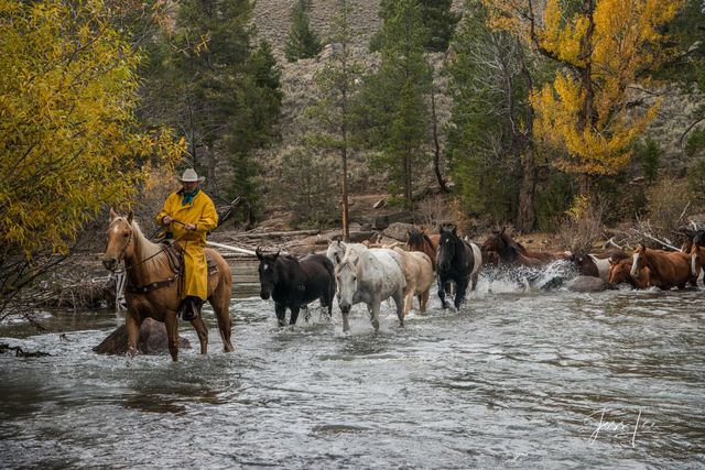 Cowboy leading horses across the river with a soft autumn rain
