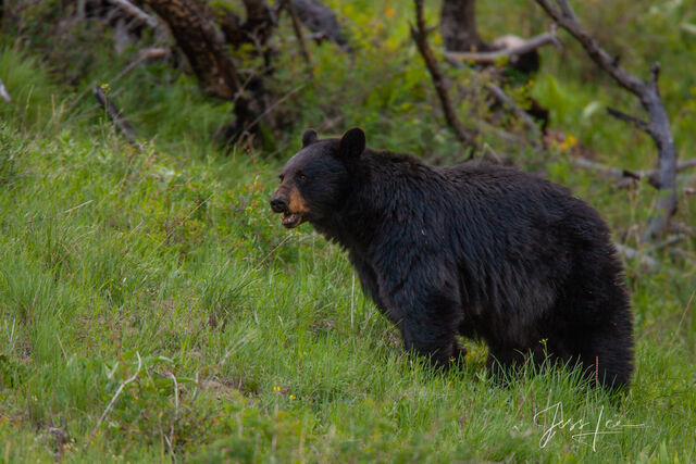 Black Bear Photos Ltd. Edition 