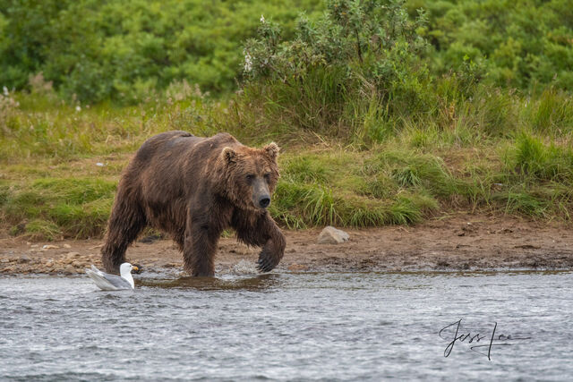 Picture of Grizzly Bear