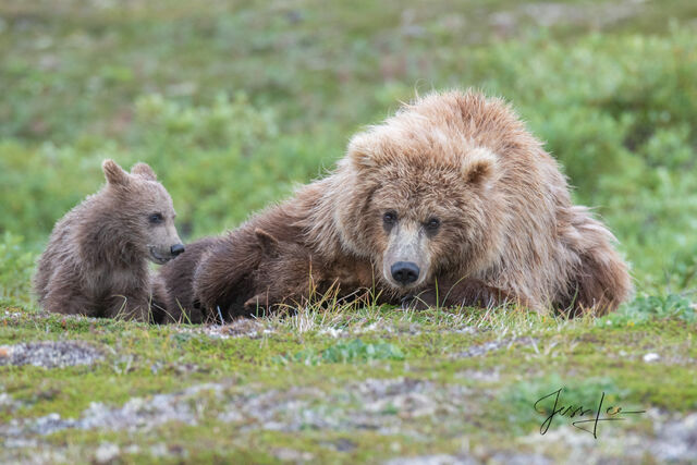 Picture of Grizzly Bear