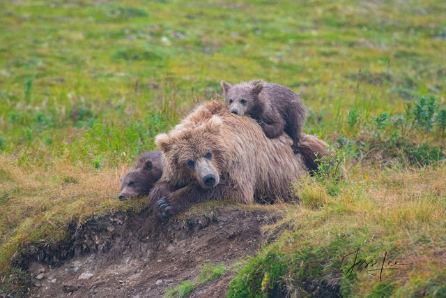 Picture of Grizzly Bear